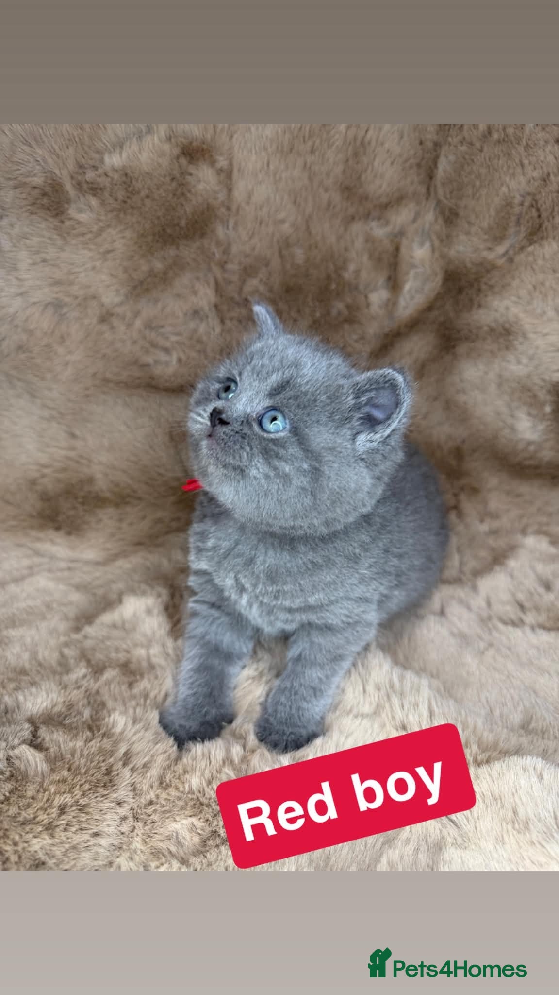 British Shorthair cats Beautiful British shorthairs  - Advert 2