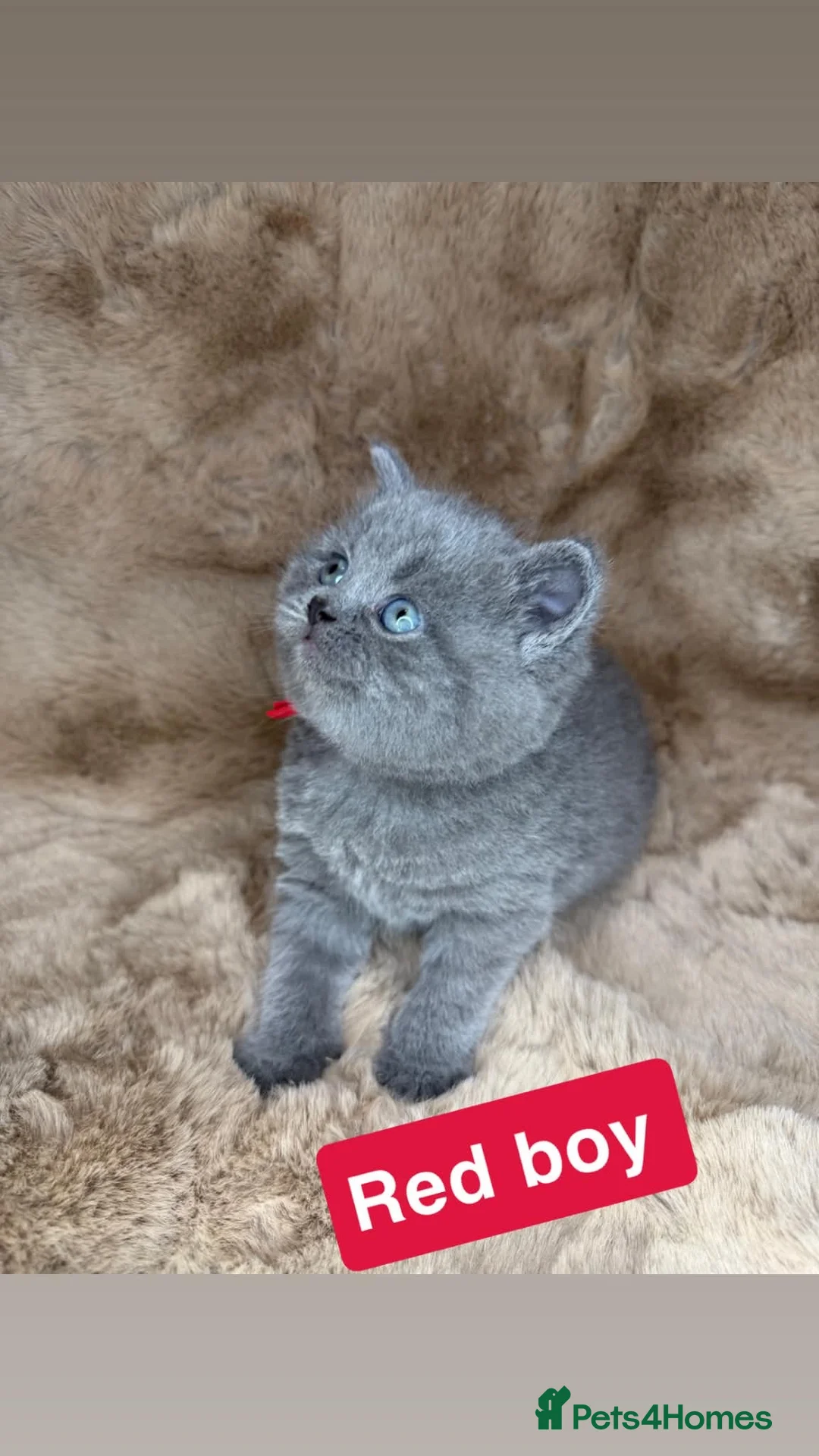 British Shorthair cats for sale: Beautiful British shorthairs  - Advert 1