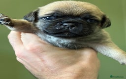 Puggle dogs for sale: Puggle Puppies – Basildon – Ready 12th Dec! - Image 8