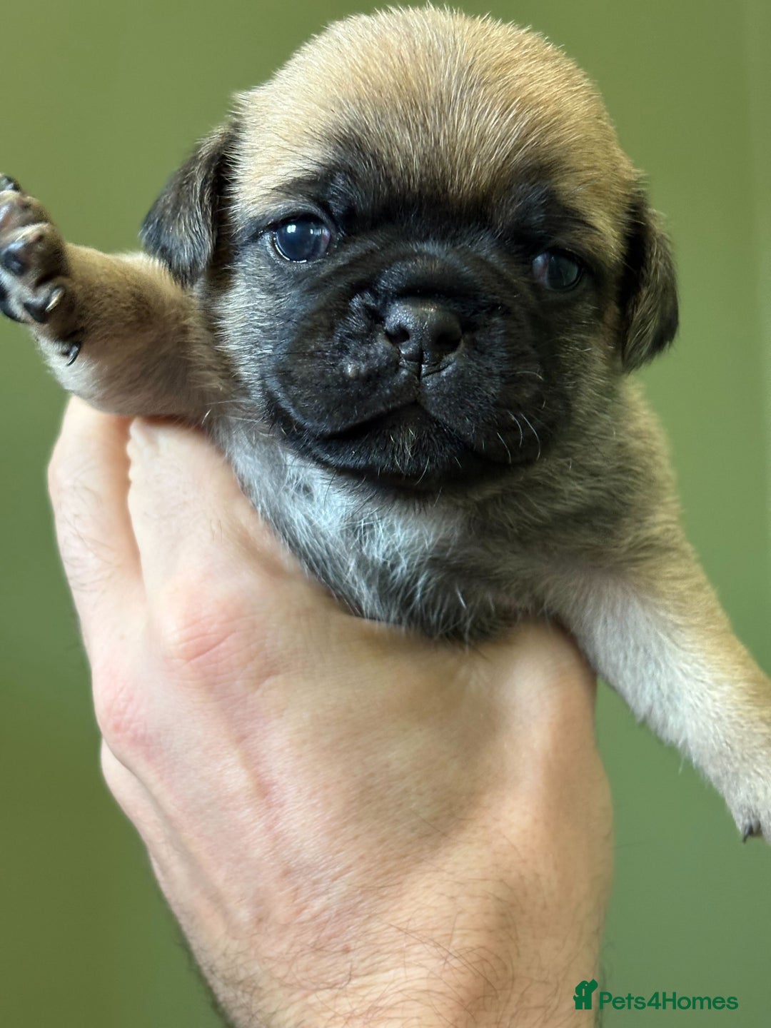 Puggle dogs for sale: Puggle Puppies – Basildon – Ready 12th Dec! - Image 8