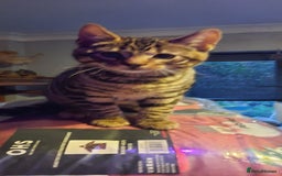 Bengal cats for sale: 5 stunning boy bengal x snow lynx  - Advert 2