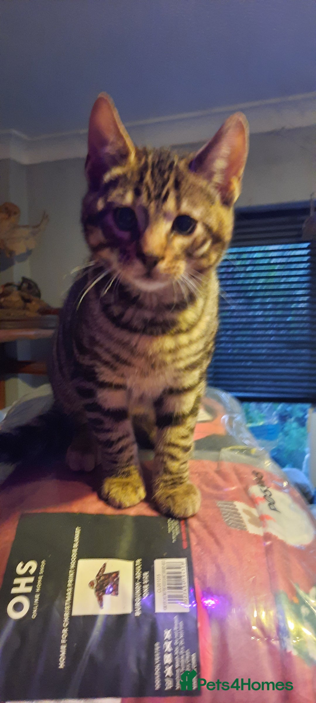 Bengal cats for sale: 5 stunning boy bengal x snow lynx  - Advert 2