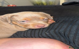 American Bulldog dogs for sale: American bulldog  - Image 3