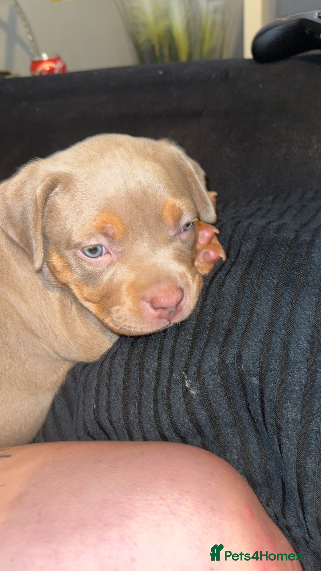 American Bulldog dogs for sale: American bulldog  - Image 3