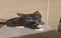 Mixed Breed cats for sale: Kittens  - Image 2