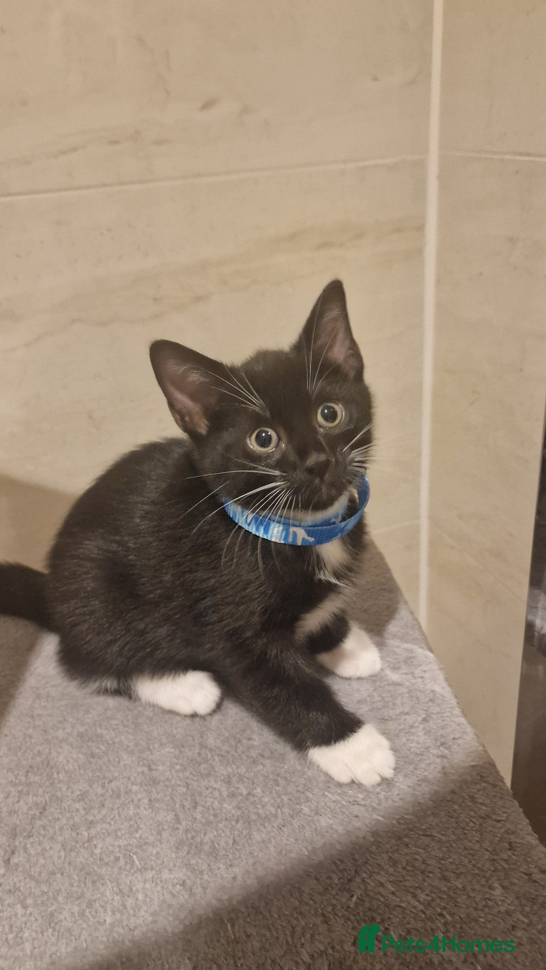 Mixed Breed cats for sale: Kittens  - Image 2