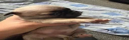 Pug dogs for sale: BEAUTIFUL PUG PUPPIES – NOW AVAILABLE TO RESERVE - Advert 10