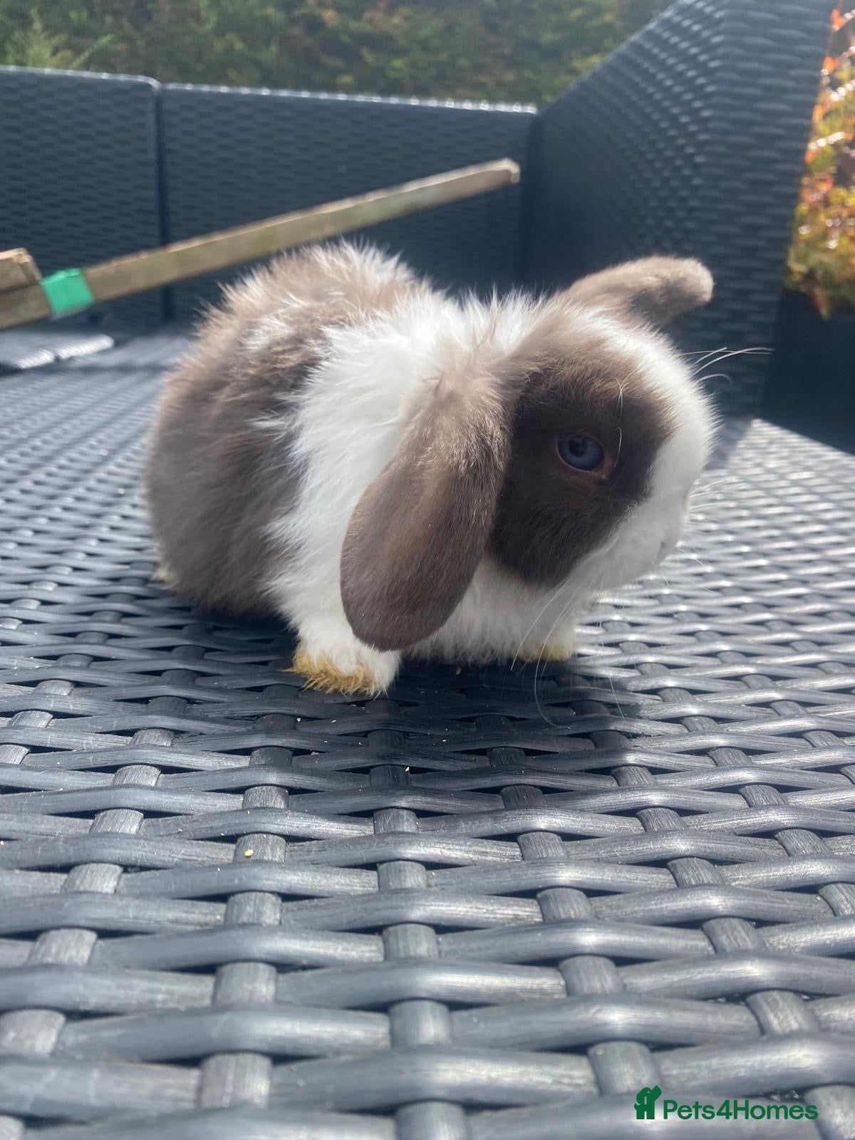 Mini Lop rabbits Baby mini lops looking for their forever home £85 - Advert 17