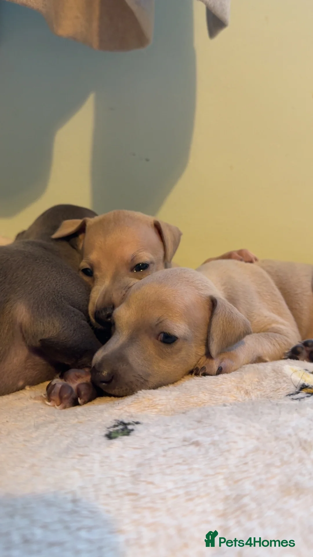 Italian Greyhound dogs for sale: KC Reg fawn male Italian greyhound READY NOW - Advert 32