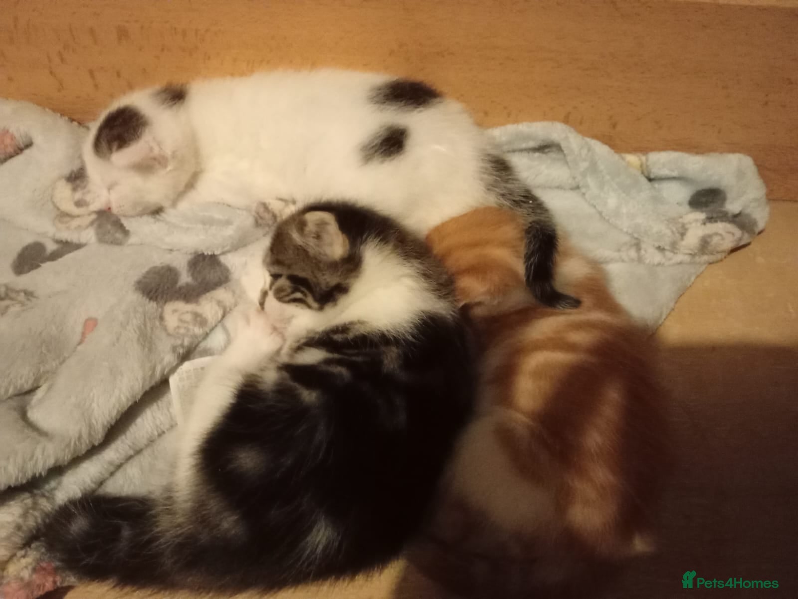 Mixed Breed cats 3 beautiful kittens - Advert 1