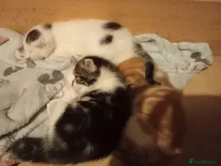 Mixed Breed cats 3 beautiful kittens - Advert 3