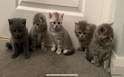 Scottish Fold cats for sale: Scottish fold and Scottish straight kitten - Advert 2