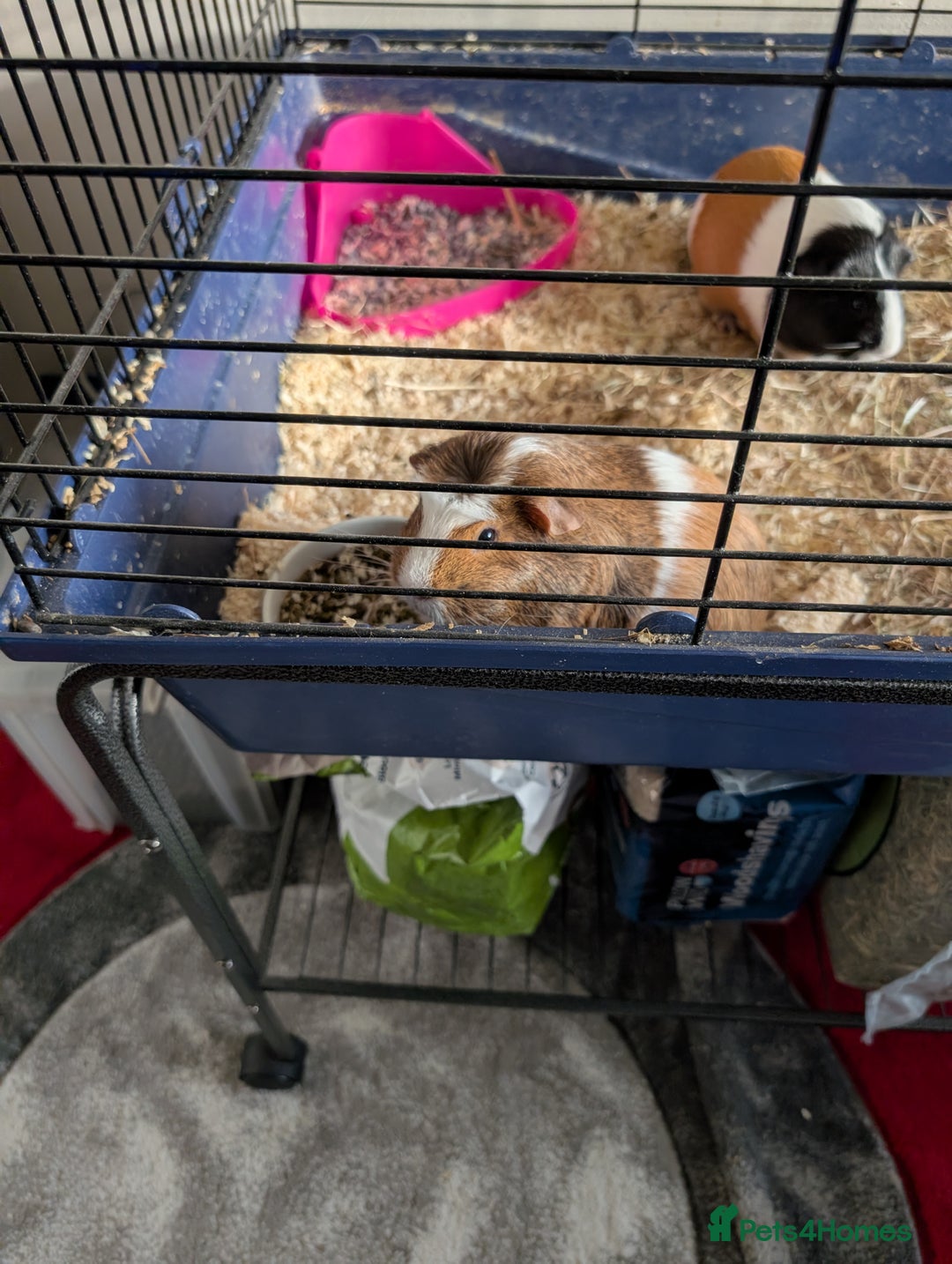 Mixed Breed rabbits for sale: 3 female guinea pigs for sale - Advert 2