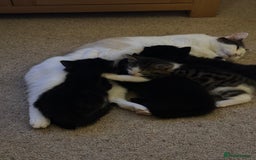 Domestic Shorthair cats for sale: Beautiful Fluffy Kittens - Advert 5