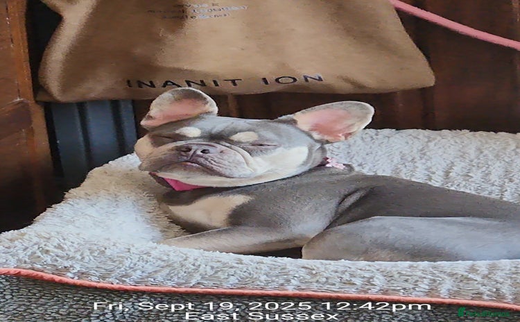 French Bulldog dogs - Advert 1