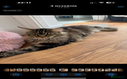 Maine Coon cats for sale: American Maine Coon Girl for sale! - Image 4