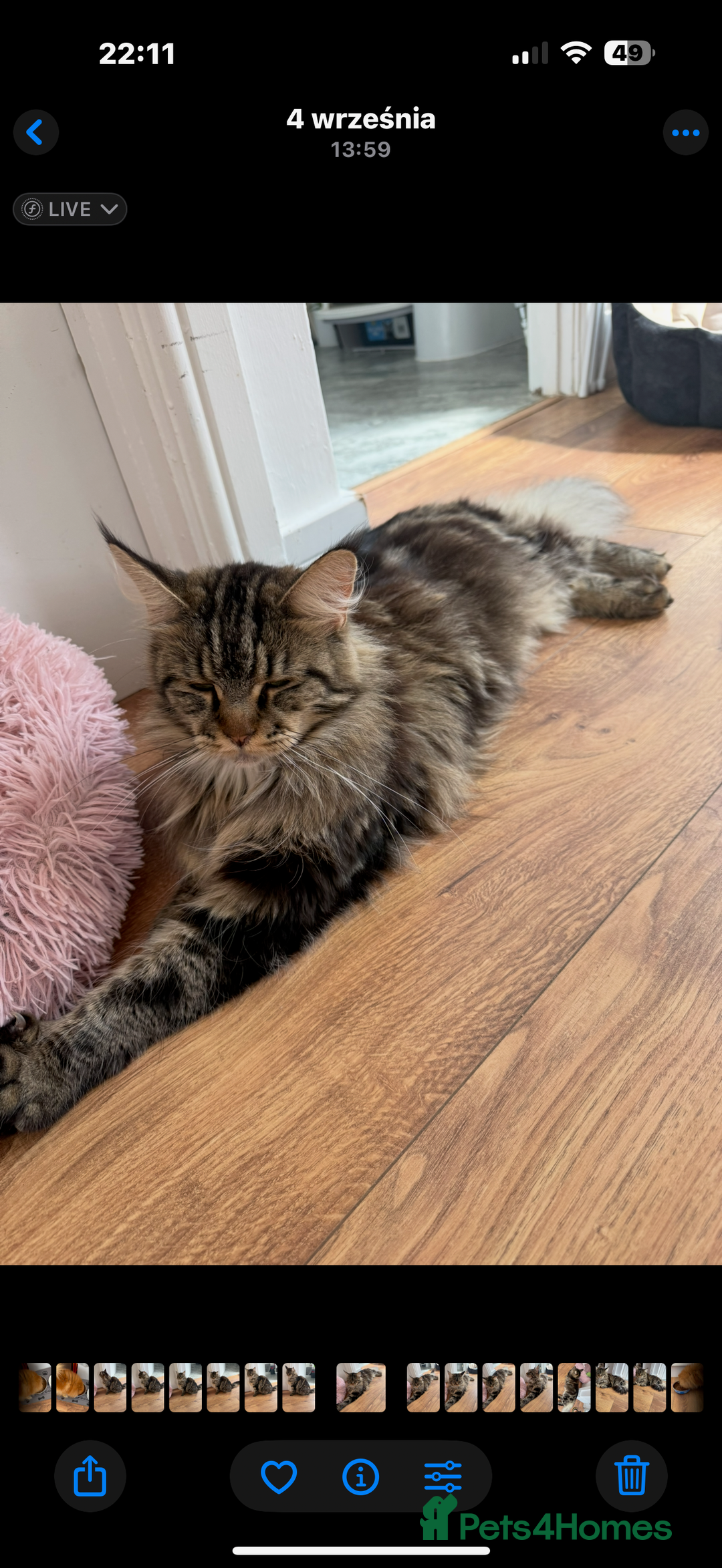 Maine Coon cats for sale: American Maine Coon Girl for sale! - Image 4