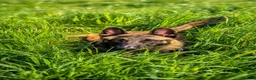 Belgian Shepherd Dog dogs for sale: Belgian malinois  - Advert 3