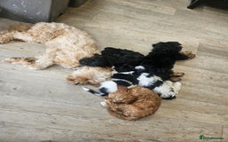 Cavapoo dogs for sale: Adorable girl and boy left - Image 6