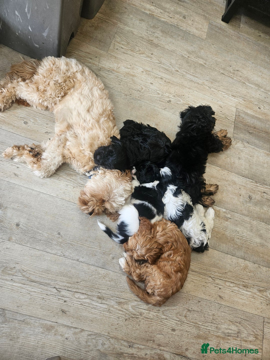 Cavapoo dogs for sale: Adorable girl and boy left - Image 6
