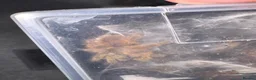 Tarantulas invertebrates for sale: Tarantula Collection For Sale in Stockton-on-Tees - Advert 4