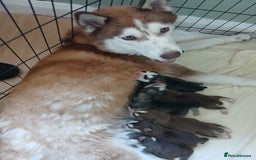 Siberian Husky dogs for sale: 2 beautiful female Siberian huskys - Image 6