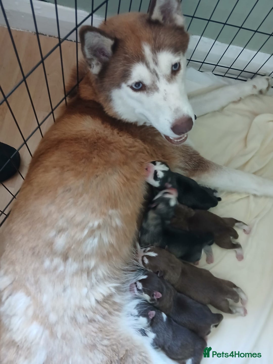 Siberian Husky dogs for sale: 2 beautiful female Siberian huskys - Image 6