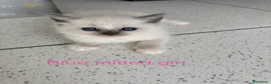 Ragdoll 3
