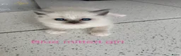 Ragdoll cats for sale: Ragdoll kittens GCCF registered  - Advert 10