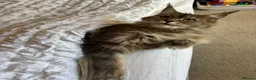 Maine Coon cats for sale: Beautiful 3 year old Maine Coon girl - Advert 2