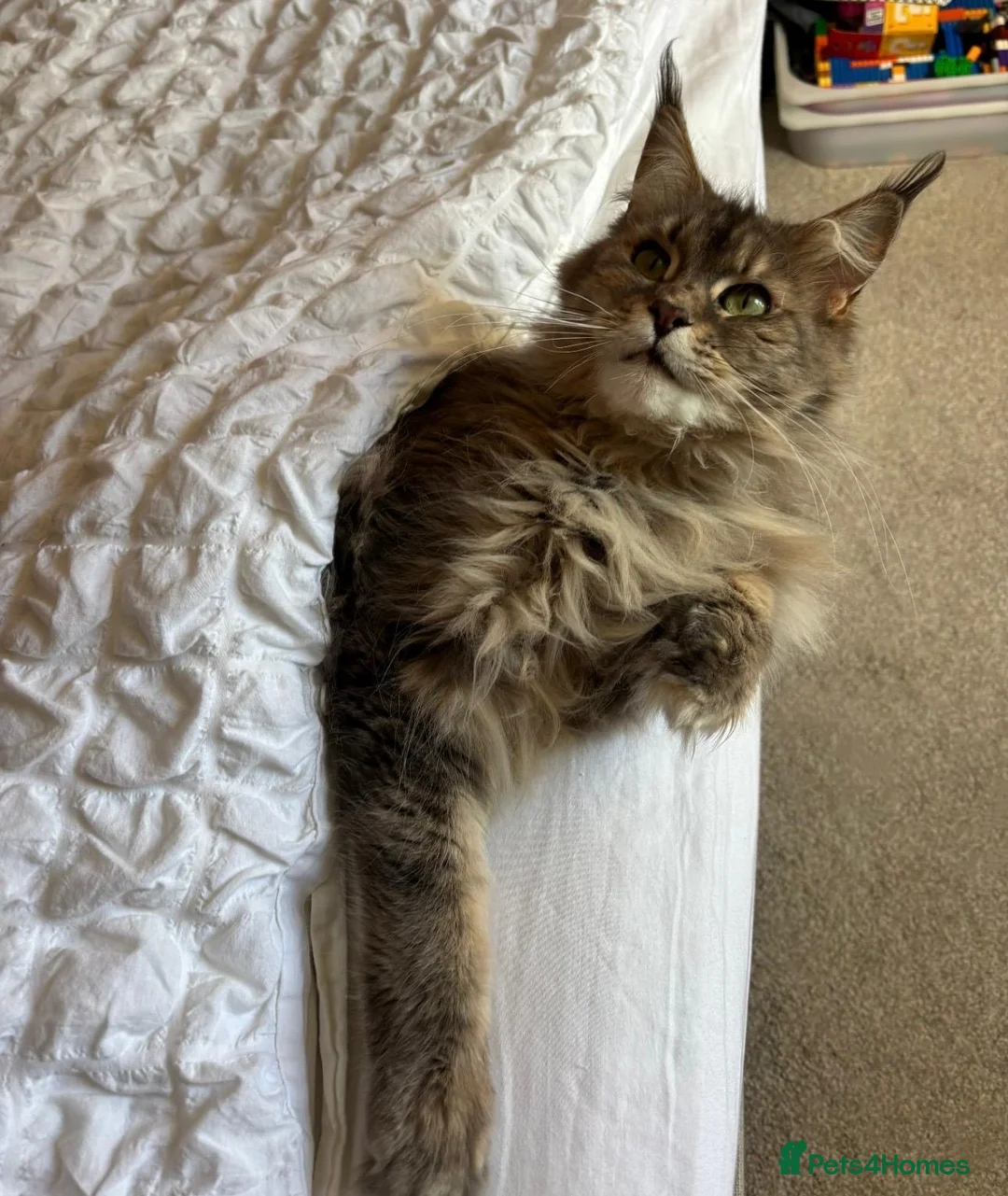 Maine Coon cats for sale: Beautiful 3 year old Maine Coon girl - Advert 2