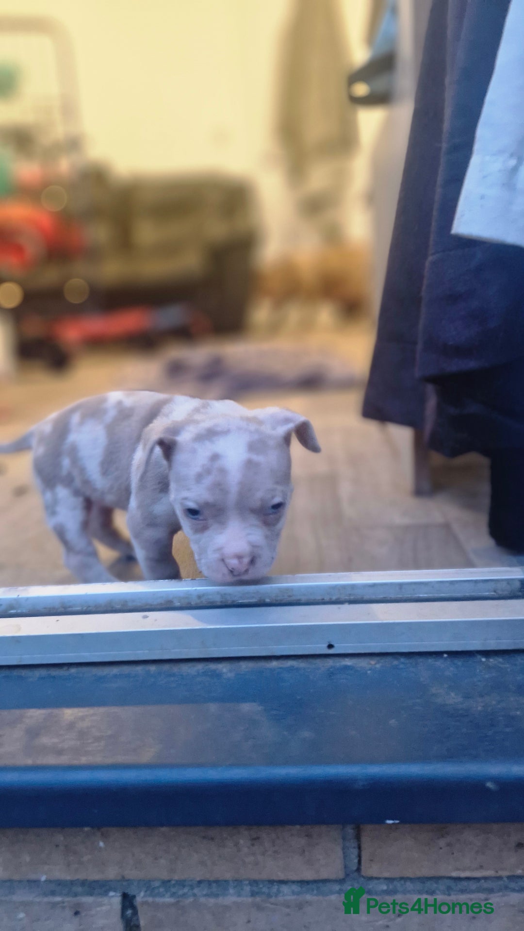 American Bully dogs for sale: Pocket bully bitch and male - Image 9