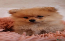 Pomeranian dogs for sale: Purebred Pomeranian Pups Raised with Love in LDN - Image 28
