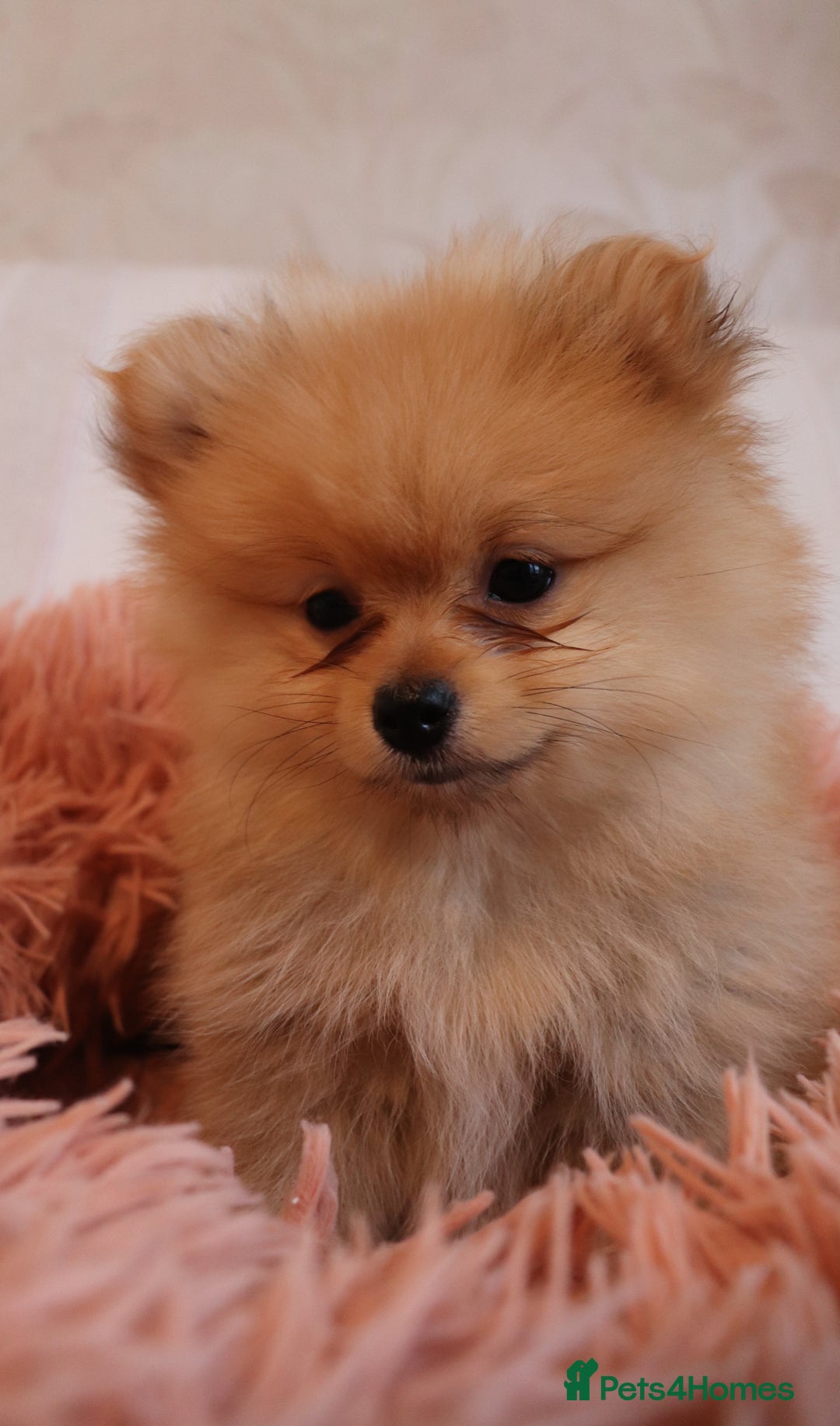 Pomeranian dogs for sale: Purebred Pomeranian Pups Raised with Love in LDN - Image 28