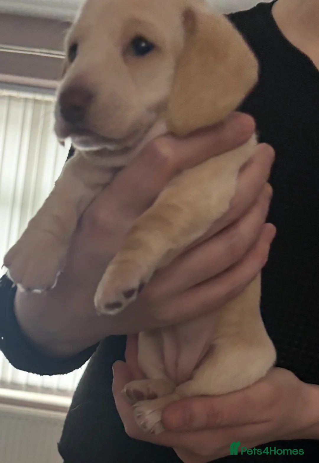 Dachshund dogs for sale: Beautiful litter of Dachshund puppies - Advert 3