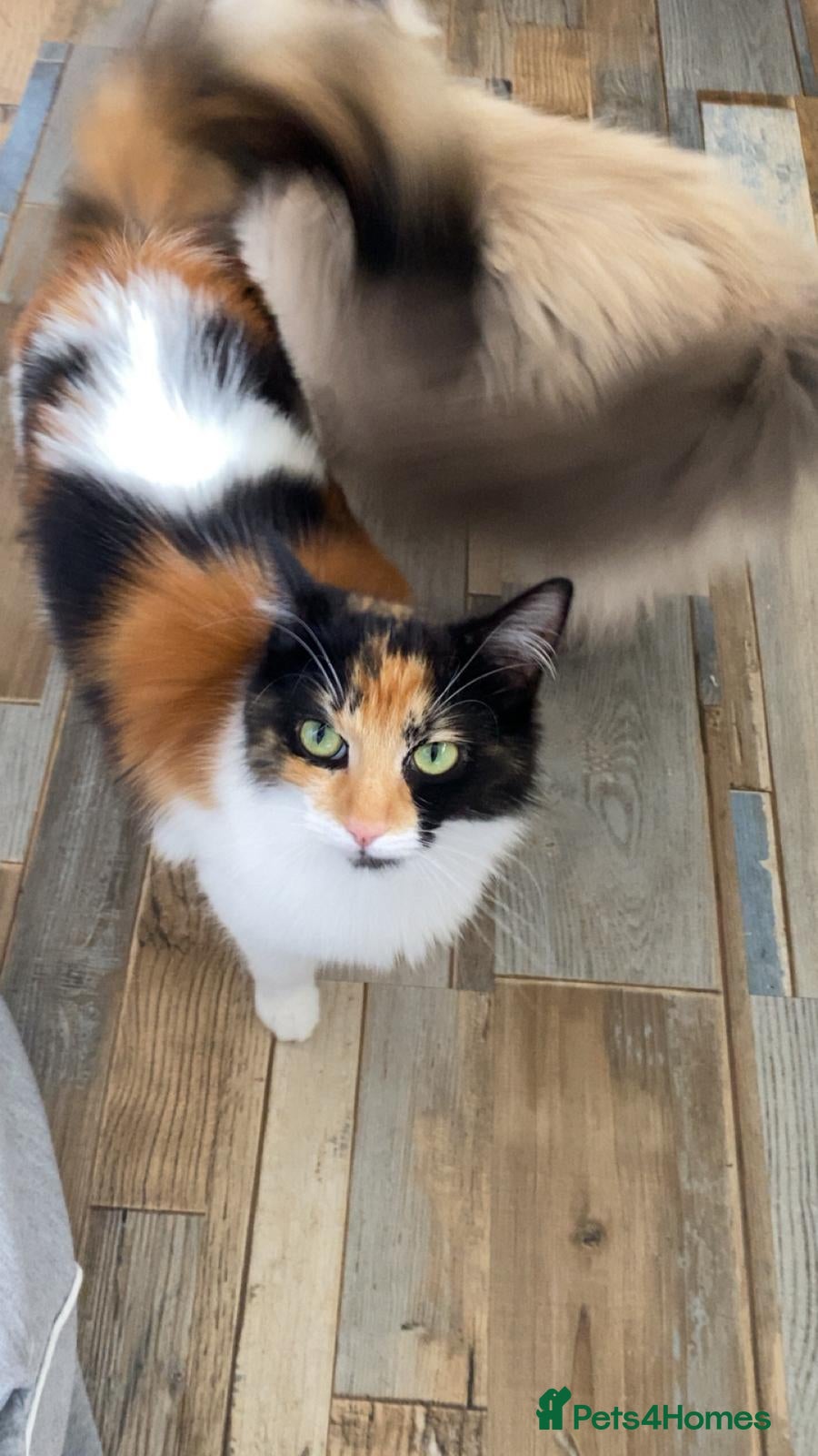Mixed Breed cats Ragdoll x tabby - Advert 7