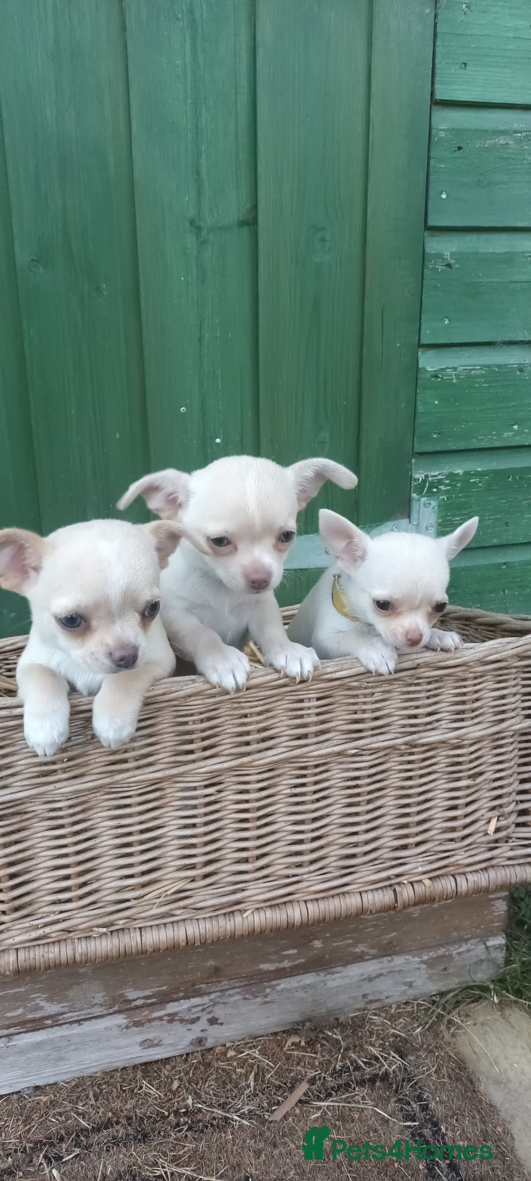Chihuahua dogs for sale: CHIAHUAHUA PUPPYS - Image 2