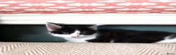 Maine Coon cats for sale: Maine Coon X cross kittens in Cranbrook - Advert 5