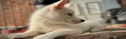 Siberian Husky dogs for sale: Beautiful puppies  - Advert 23