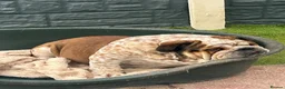 English Bulldog dogs for stud: FOR STUD Stunning male - Advert 2