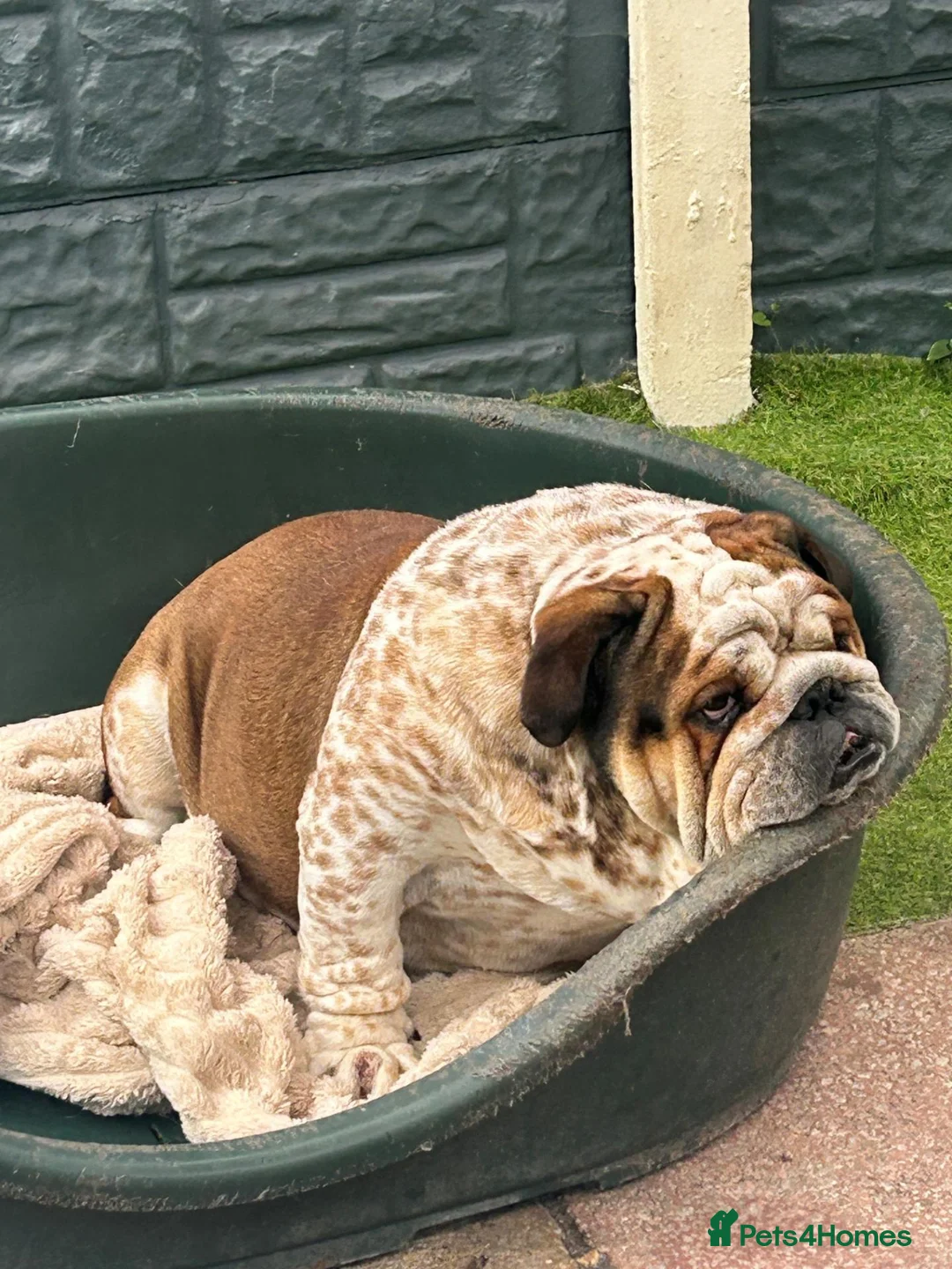 English Bulldog dogs for stud: FOR STUD Stunning male - Advert 2