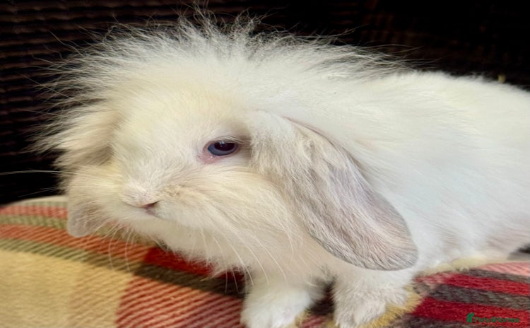 Mini Lop rabbits - Advert 5
