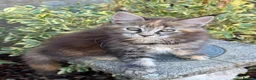 Maine Coon cats for sale: TICA Registered Pedigree Maine Coon Girls - Advert 3