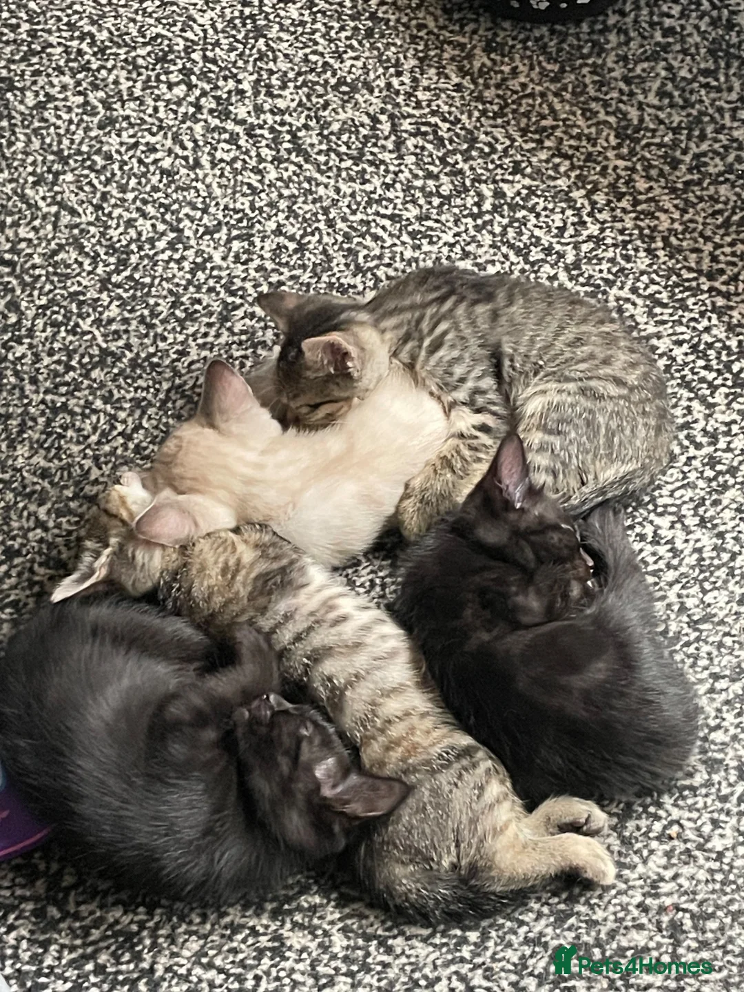Mixed Breed cats for sale: 8 weeks tabby  - Advert 2
