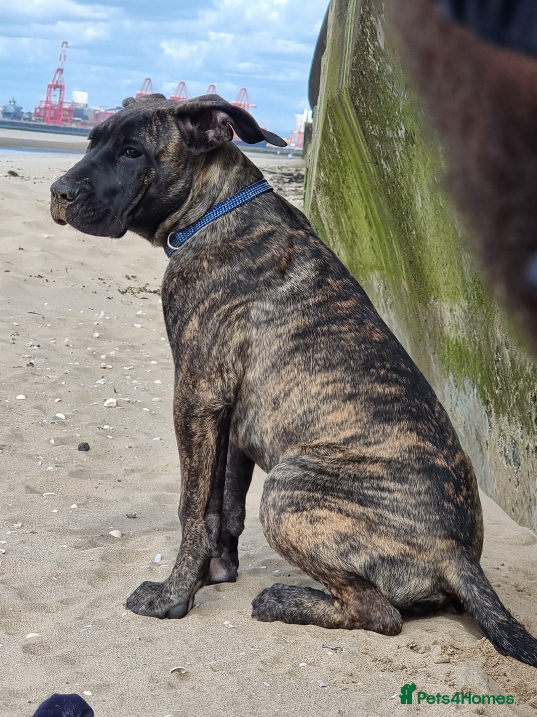 Presa Canario dogs for sale: 2 year old male presa - Image 2