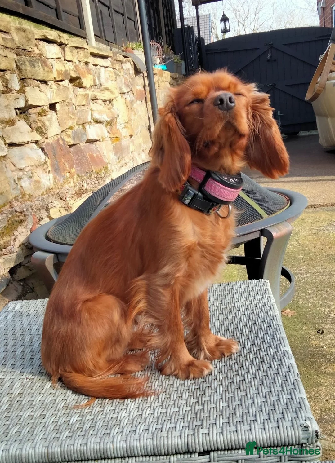 Cavalier King Charles Spaniel dogs for sale: Very Happy Cavalier King Charles  - Advert 2