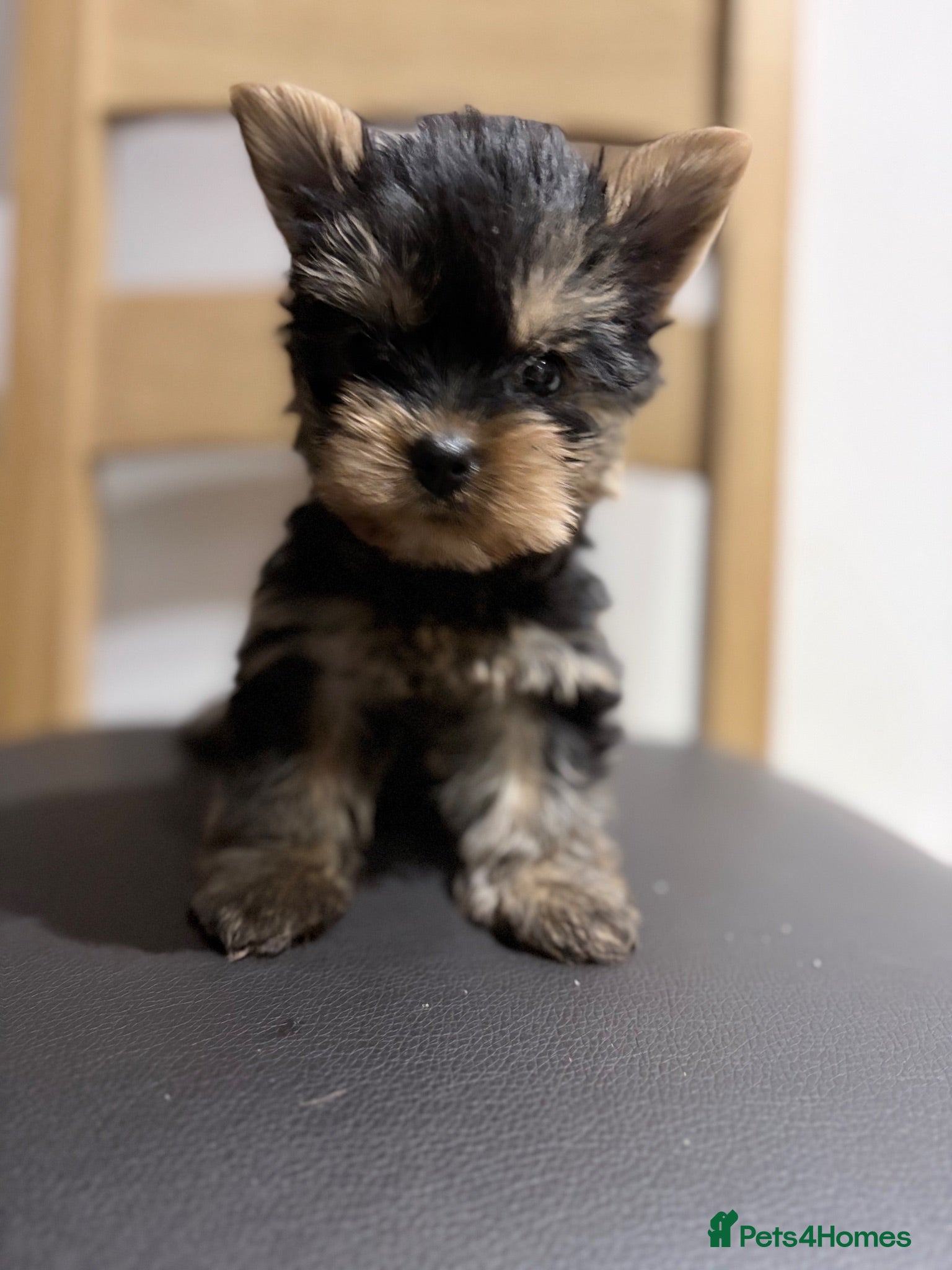 Yorkshire Terrier dogs Yorkshire Terrier Puppies - Advert 1