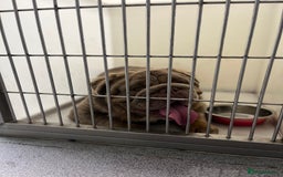 English Bulldog dogs for stud: Fluffy English Bulldog Carrying Curly  in Margate - Image 8