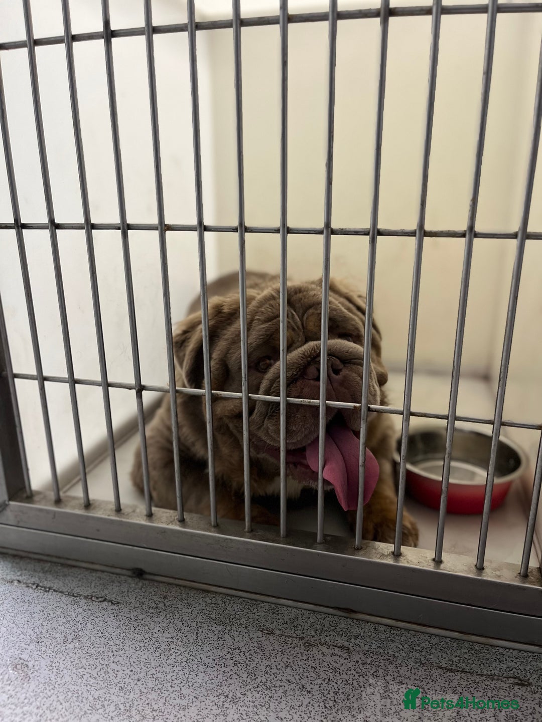 English Bulldog dogs for stud: Fluffy English Bulldog Carrying Curly  in Margate - Image 8