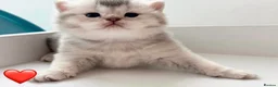 British Shorthair cats for sale: Adorable silver NS11 British shorthair kittens. - Advert 2